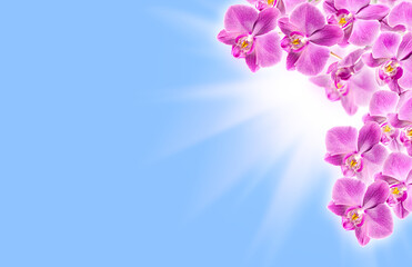 pink orchid border on blue background