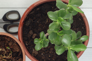 gardening arrangement repotting flowers and orchids orchids