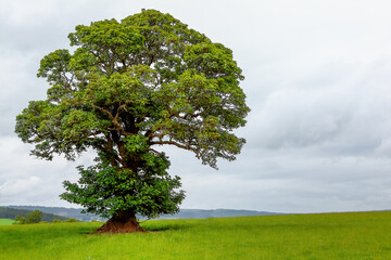 A lonely green oak tree