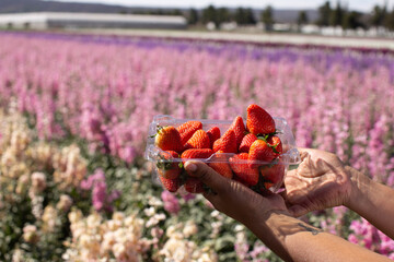 spring landscape panorama with flowering flowers on meadow, Fresh tasty ripe red and unripe green...