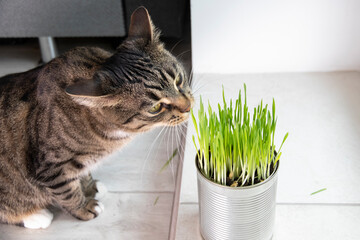The beautiful tabby cat is eating fresh green grass. Cat grass, pet food. The concept of the health...