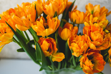 Close-up of orange tulips in a vase