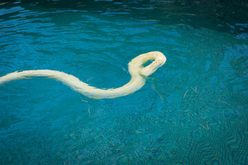 Python Albinos