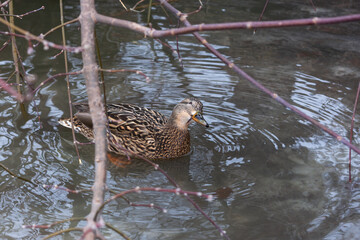 Female mallard in meltwater with a leaf in its beak in early spring on a natural background with a bokeh effect