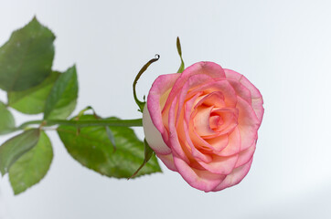 A delicate rose bud on a light background with a bokeh effect.
