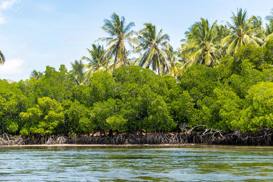 Mangroves with coconut palms