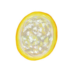 Marula - cut half, exotic African fruit realistic drawing isolated on white. Cut of Marula or Sakoa - Raster hand drawn illustration with gouache paints. Sclerocarya birrea isolated on white