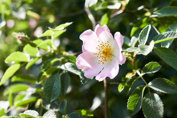 Close-up of a Dog Rose flower (Rosa canina)