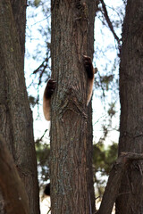 Obraz premium Cat paws on a tree trunk. The cat is kept by its claws on a tree trunk