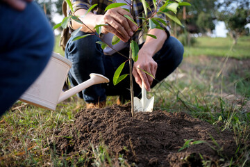 Fototapeta premium young man gardener, planting tree in garden, gardening and watering plants