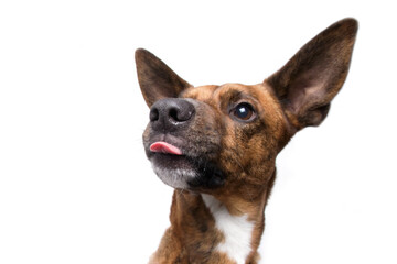 brown dog funny faces white background in studio