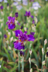 Fototapete bei efototapeten.de bestellen   