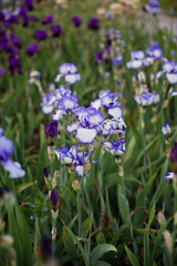 Beautiful iris flower plant outdoors