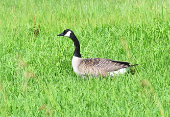 Canada Goose in the Grass