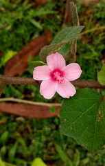 pink and white flower in green background with Nice Nature