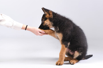 German shepherd puppy with white background in studio