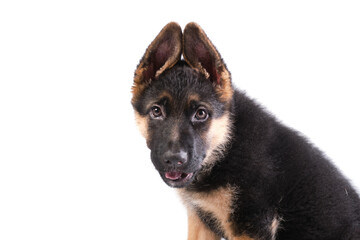 German shepherd puppy with white background in studio