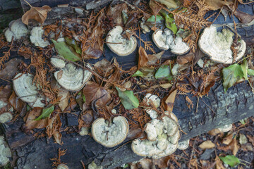 Pilze wachsen zwischen braunen Blättern und grünem Efeu auf einem Baumstamm