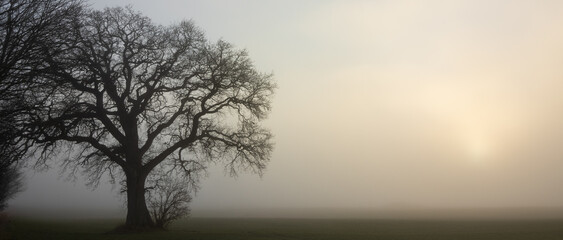 Kahle Eiche im Nebel, Baumbestattungen, Waldfriedhof