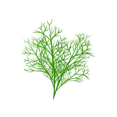 Fresh green dill, herb ingredient for flavoring dishes a vector illustration.