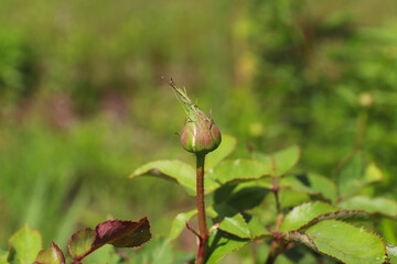 close-up of a rose bud against a background of garden and leaves