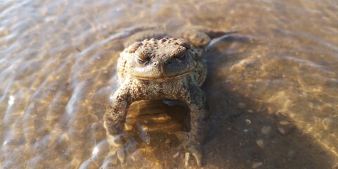 Frog in the water