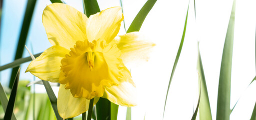 yellow narcissus and leaves on the bright background