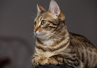 Striped cat sitting on armchair at home and observing the environment.