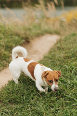 jack russell terrier walking on the grass.