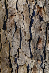 Pine Tree Bark Close Up Background