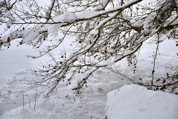 Branches under the snow. A few branches bending under the weight of the snow (detail)
