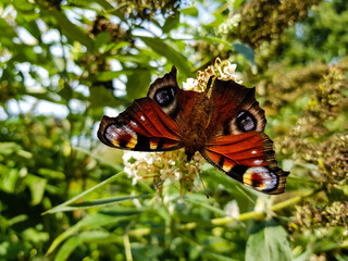Schmetterlingsflieder Buddleja davidii