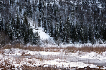 Close-up of a tree fence on the first Jura plateau on the shores of Lake Ilay