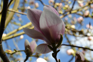 Obraz premium magnolia tree blossom