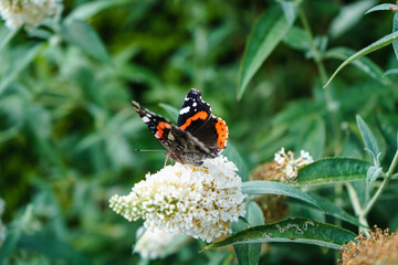Schmetterlingsflieder Buddleja davidii
