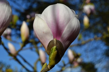 magnolia tree blossom