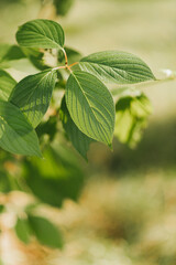 green leaf close-up green spring plants spring