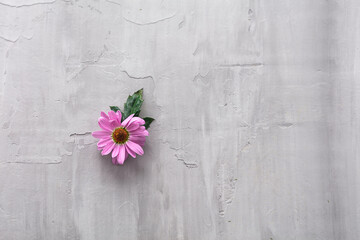 Gray background against a beautiful spring pink flower.