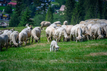 Obraz na płótnie Canvas Wypas owiec, Tatry