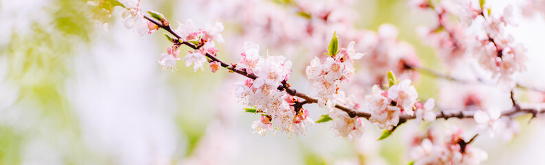 Beautiful panoramic spring scenery with cherry blossom and bokeh background