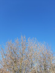 Ash and winter blue sky