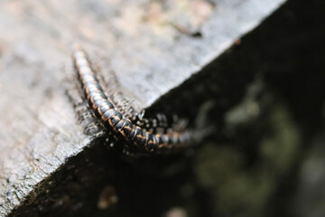 close up of a moth