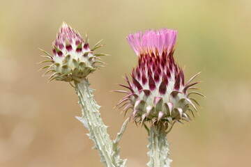 spring time ang color. Purple thistle flower