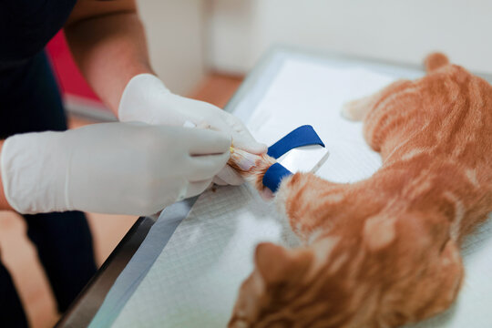 From above of crop anonymous veterinarian in sterile gloves putting drop counter piece on paw of animal patient in hospital