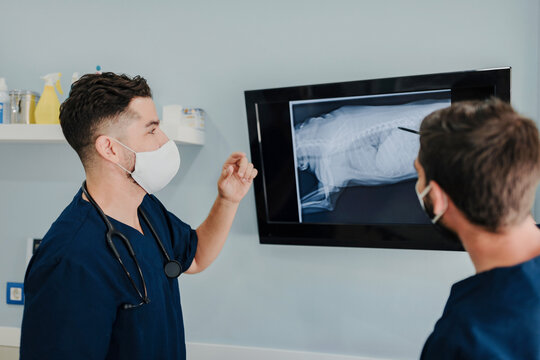Side view of unrecognizable male vets in masks interacting while looking at monitor with X ray illustration in hospital
