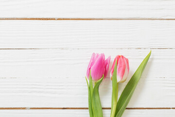 two pink  tulips on white wooden background