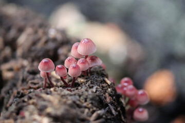 flowers on the ground