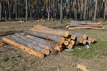 Illegal felling of pine trees.