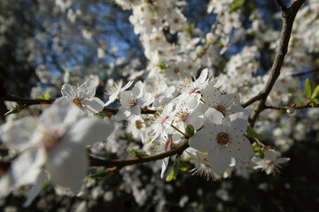 mirabelka, kwiaty, krzew, białe kwiaty, kwiaty mirabelki, wiosna, kwitnąca mirabelka, wieś, kwitnące krzewy, pączki kwiatów, © Lula4ever