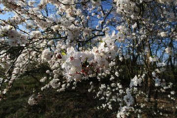 mirabelka, kwiaty, krzew, białe kwiaty, kwiaty mirabelki, wiosna, kwitnąca mirabelka, wieś, kwitnące krzewy, pączki kwiatów, © Lula4ever